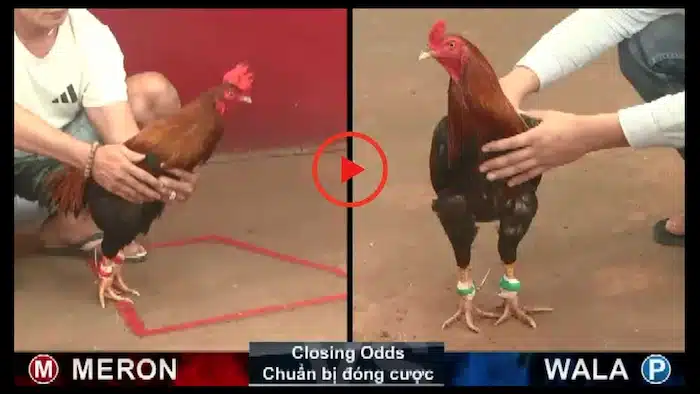 How to bet on fighting cocks Effective for Beginners